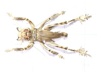 Schizodactylus Monstrosus Giant Predatory Cricket 46mm Pakistan Orthoptera Rare 4