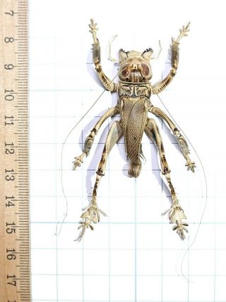 Schizodactylus Monstrosus Giant Predatory Cricket 46mm Pakistan Orthoptera Rare 5