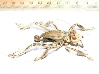 Schizodactylus Monstrosus Giant Predatory Cricket 46mm Pakistan Orthoptera Rare 6