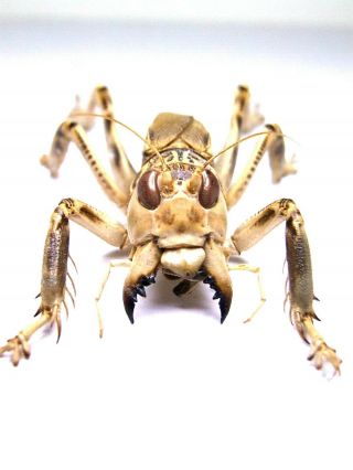Schizodactylus Monstrosus Giant Predatory Cricket 46mm Pakistan Orthoptera Rare 7