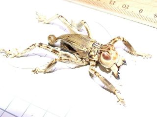 Schizodactylus Monstrosus Giant Predatory Cricket 46mm Pakistan Orthoptera Rare 8