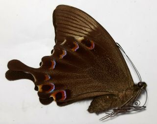 Uncommon,  Papilio Paris Battacorum 1f,  N.  Sumatra,  Indonesia.  Unmounted