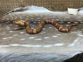 Taxidermy Mounted 30”1/2 Real Skin Copper Head Snake
