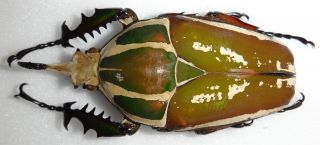 Mecynorrhina Ugandensis Male Wow Beetle 74mm Cetonidae Wild Caught In Uganda