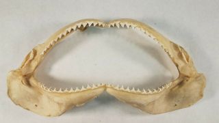 15 " Common Blacktip Black Tip Shark A Grade Jaw Sharks Teeth Biology Nautical