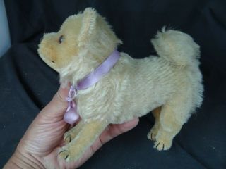 Old Steiff Chow Chow Dog,  6  L,  6  1t.  No Button