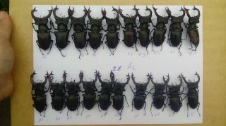 Coleoptera Lucanidae Lucanus Cervus A2 / 65 - 76 Mm / 20 Piece / Ukraine