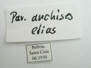 PARIDES ANCHISES ELIAS MALE FROM BOLIVIA 3
