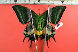Sk 4653 Unmounted Butterfly Teinopalpus Imperialis Pls