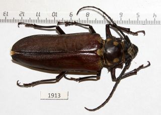 1913.  Cerambycidae.  Callipogon Relictus.  Russian Far East,  Primorye.  Female.  73mm