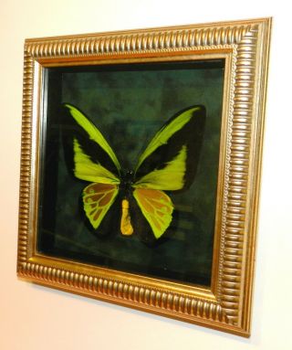 Ornithoptera Goliath Procus Male.  Exclusive Frame From An Expensive Bague.  Rare