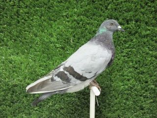 Perched Gray Pigeon Rock Dove Real Bird Taxidermy Bird Mount