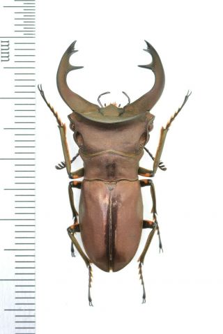 Lucanidae Cyclommatus Weinreichi? 39mm From Irian Jaya