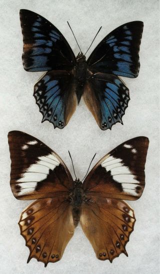 Insect/butterfly/ Charaxes Montieri - Pair - Very Rare