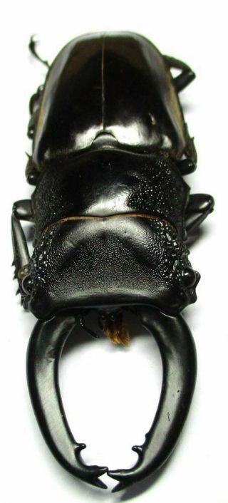 C008 Lucanidae: Prosopocoilus Lumawigi Male 68.  5mm A - Teledont