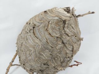 Large Paper Wasp Nest - 29 " Circumference - Great For Taxidermy Science Project