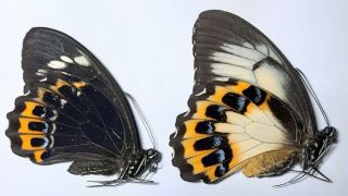 Rare Papilio : Papilio Tydeus Hanafusai 1 Pair,  Morotai,  Indonesia,  Unmounted