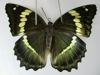 N11766.  Unmounted Butterflies: Nymphalidae Sp.  Central Vietnam.