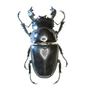 Beetle - Mesotopus Tarandus Male 85mm,  - From Zaire