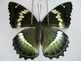 N11789.  Unmounted Butterflies: Nymphalidae Sp.  Central Vietnam.