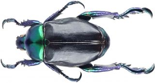 Insect - Rutelidae Pelidnota Burmeisteri - Brazil - Male 32mm.