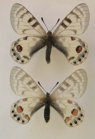 Parnassius Charltonius Kabiri Pair A1/a - (papilionidae)