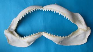 21 " Dusky Shark Jaw Sharks Taxidermy For Science Ichthyology Study Sd - 243