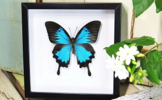 Dunk Island Australian Framed Real Butterfly Papilio Ulysses Bjpum
