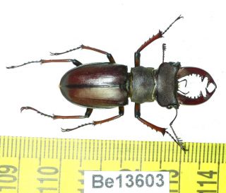 Lucanus Persarinii ? Lucanidae Stag Beetle Real Insect Vietnam Be (13603)