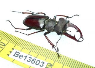Lucanus persarinii ? Lucanidae Stag Beetle Real Insect Vietnam Be (13603) 2