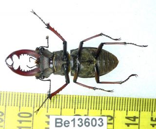 Lucanus persarinii ? Lucanidae Stag Beetle Real Insect Vietnam Be (13603) 3