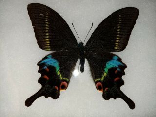 Papilio Krishna India Moore Framed Butterfly In Riker Mount Swallowtail