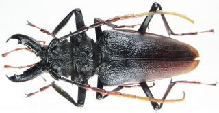 Insect - Cerambycidae Psalidognathus Antonkozlovi - Peru - 77mm.