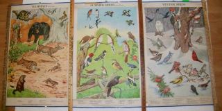 3 Vintage Massachusetts Audubon Society Charts Posters Birds Mammals Wildlife