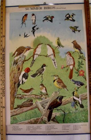 3 Vintage Massachusetts Audubon Society Charts Posters Birds Mammals Wildlife 3