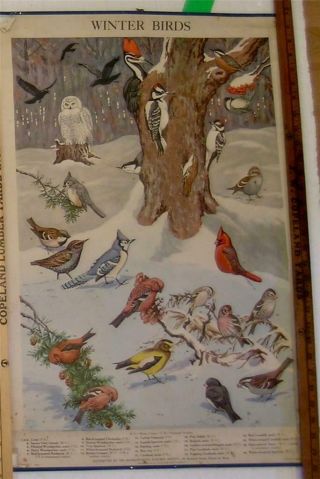 3 Vintage Massachusetts Audubon Society Charts Posters Birds Mammals Wildlife 4