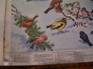 3 Vintage Massachusetts Audubon Society Charts Posters Birds Mammals Wildlife 7