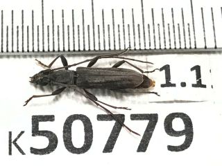 K50779 Unmounted Cerambycidae Vietnam Central “ Location”