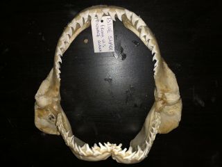 Rare Blue Shark Jaw Taxidermy Mouth Tooth Big Worldwide Fast Combine