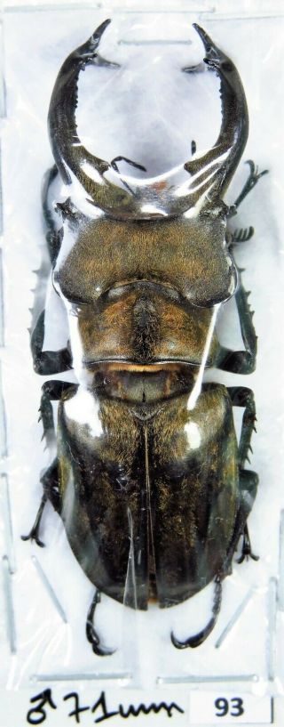Unmounted Stag Beetle Lucanidae Lucanus Sericeus Ohbayashii 71 Mm Laos