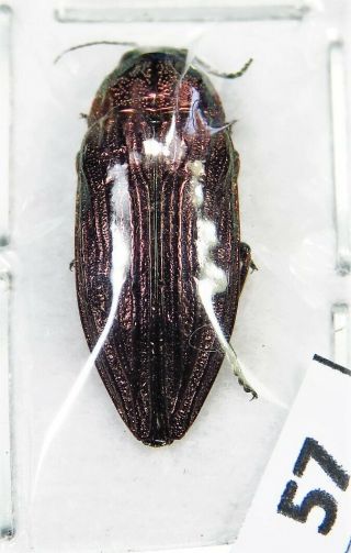 Unmounted Jewel Beetle Buprestidae Unidentified Species Laos Rare