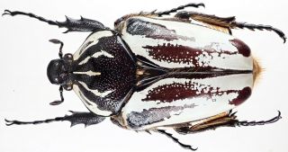 Insect - Cetonidae Goliathus Goliatus - Cameroon - Female 65mm.