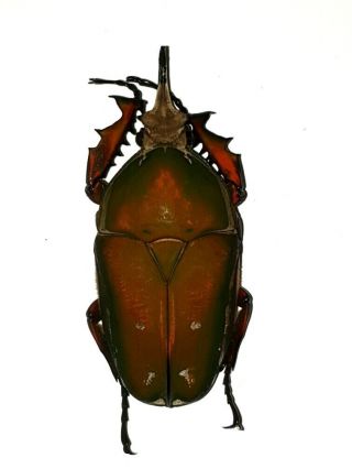 Mecynorrhina Torquata Pair Very Big 73mm,  Very Intensive Dark Red Cameroon
