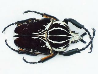 Goliathus Goliathus Conspersus Male Giant Xxl Size 93mm Cameroon