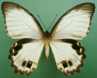Papilio Aegeus Ormenus Female White Form From Timika,  Irian Jaya