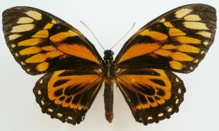Papilio Zagreus Batesi Female From Dept.  Loreto,  Peru,  Rare,  (repaired)