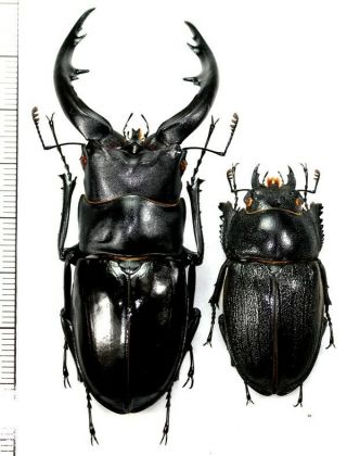 Lucanidae:prosopocoilus Dissimilis Dissimilis Pair,  A1,  Unmounted,  Japan