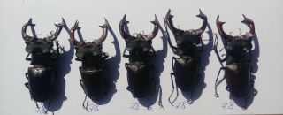Coleoptera Lucanidae Lucanus Cervus A1/ 5 Piece / 78 Mm / Ukraine