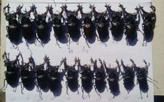 Coleoptera Lucanidae Lucanus Cervus A2 / 60 - 77 Mm / 20 Piece / Ukraine