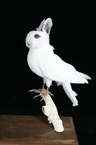 Taxidermy White Rabbit Head On Dove Body,  Handmade Special Home Deco Crafts Gift
